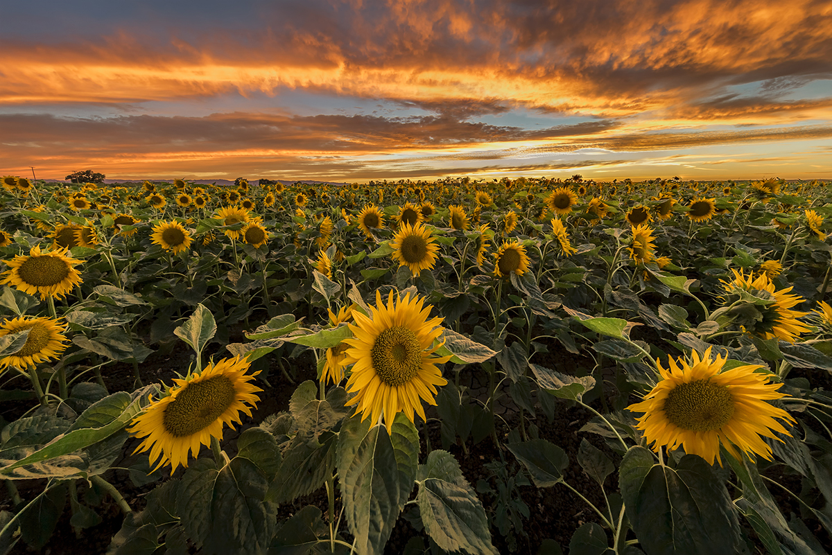 sunflower-field-new-england