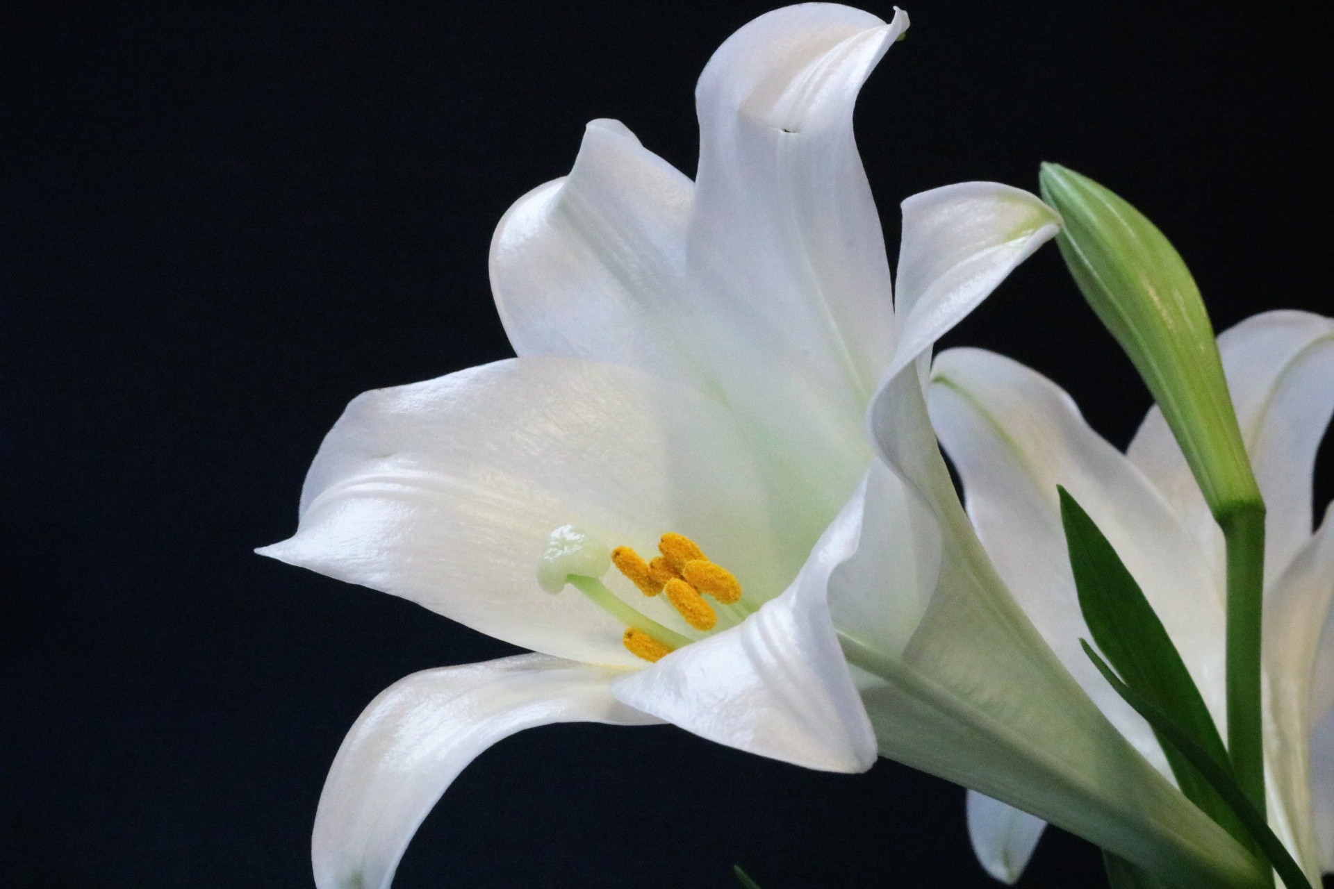 easter-lily-on-black-background